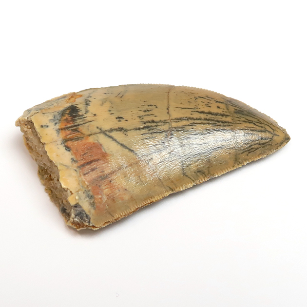 カルカロドントサウルスの歯（Carcharodontosaurus）｜化石販売