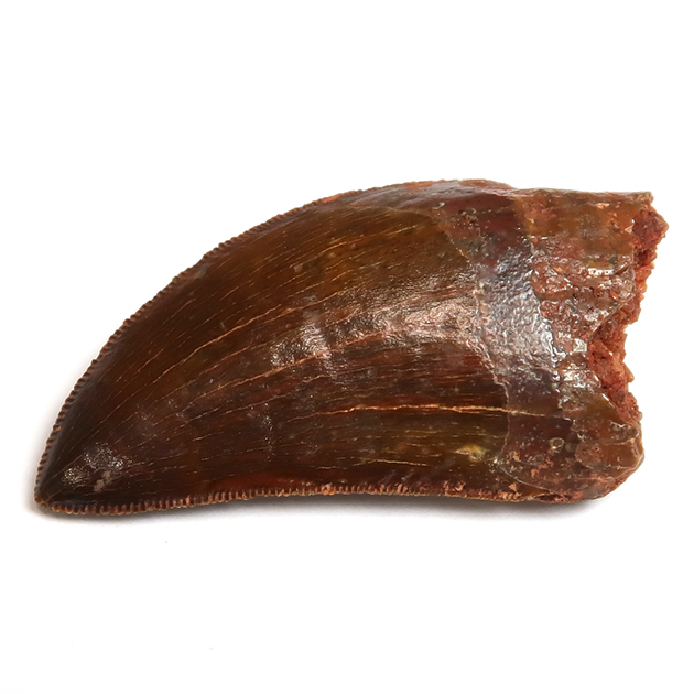 カルカロドントサウルスの歯（Carcharodontosaurus）｜化石販売