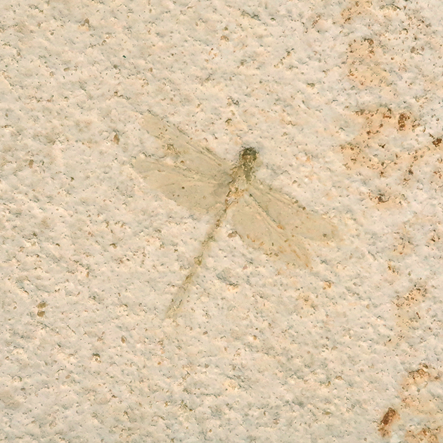 トンボの化石(Nannogomphus)｜化石販売・鉱物販売の東京サイエンス