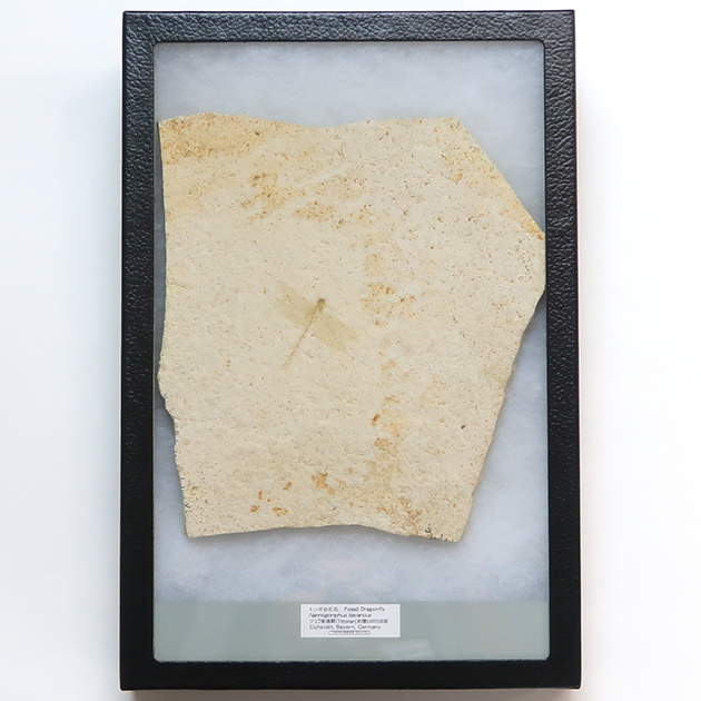 トンボの化石(Nannogomphus)｜化石販売・鉱物販売の東京サイエンス