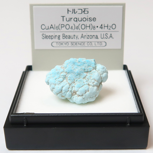Mus-MT008.JPG