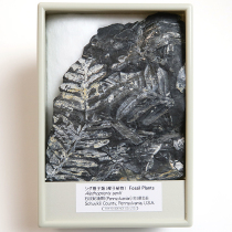 シダ植物化石 アレソプテリス