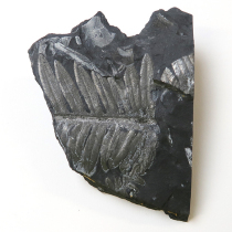 シダ植物化石 アレソプテリス