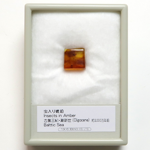 虫入り琥珀(Insects in Amber)|化石販売・鉱物販売の東京サイエンス 虫入り琥珀(Insects in Amber)|化石販売・鉱物販売の東京サイエンス