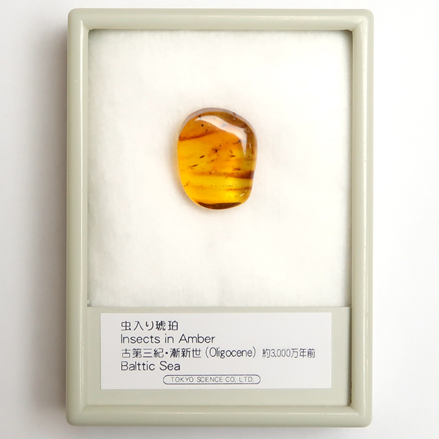虫入り琥珀（Insects in Amber）｜化石販売・鉱物販売の東京サイエンス