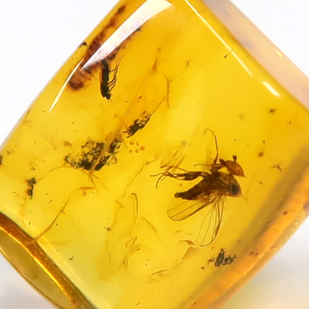 虫入り琥珀（Insects in Amber）｜化石販売・鉱物販売の東京