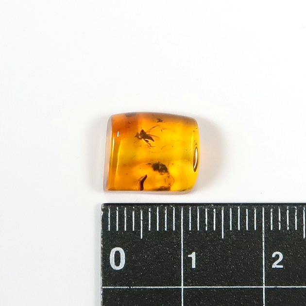 虫入り 琥珀 3点セット(約42g) カリーニングラード産 Amazon | [N2 stone Natural] 天然化石 虫入り琥珀 (アンバー