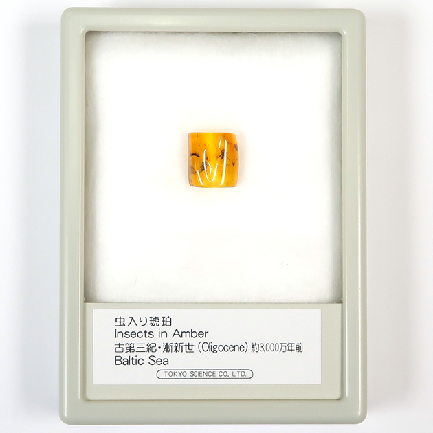 虫入り琥珀（Insects in Amber）｜化石販売・鉱物販売の東京