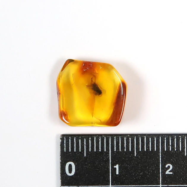虫入り琥珀（Insects in Amber）｜化石販売・鉱物販売の東京