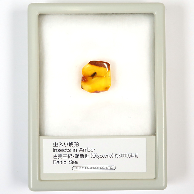 レア極上品TT0000虫入り琥珀化石非常に珍しい Strepsiptera 虫入り琥珀（Insects in Amber）｜化石販売・鉱物販売の東京