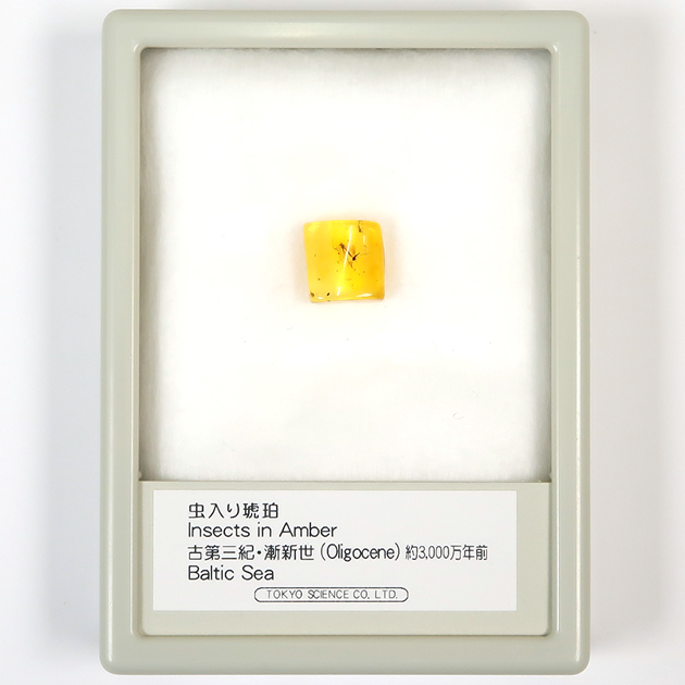 虫入り琥珀（Insects in Amber）｜化石販売・鉱物販売の東京