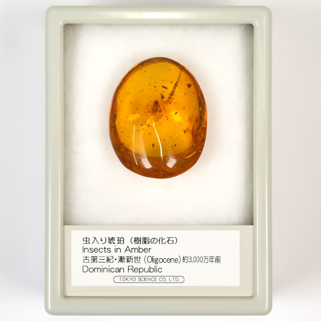 レア極上品TT0000虫入り琥珀化石非常に珍しい Strepsiptera 虫入り琥珀（Insects in Amber）｜化石販売・鉱物販売の東京