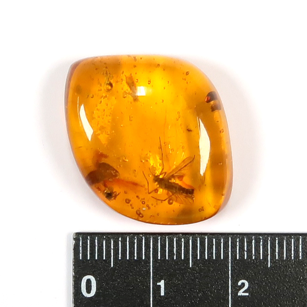 虫入り琥珀（Insects in Amber）｜化石販売・鉱物販売の東京