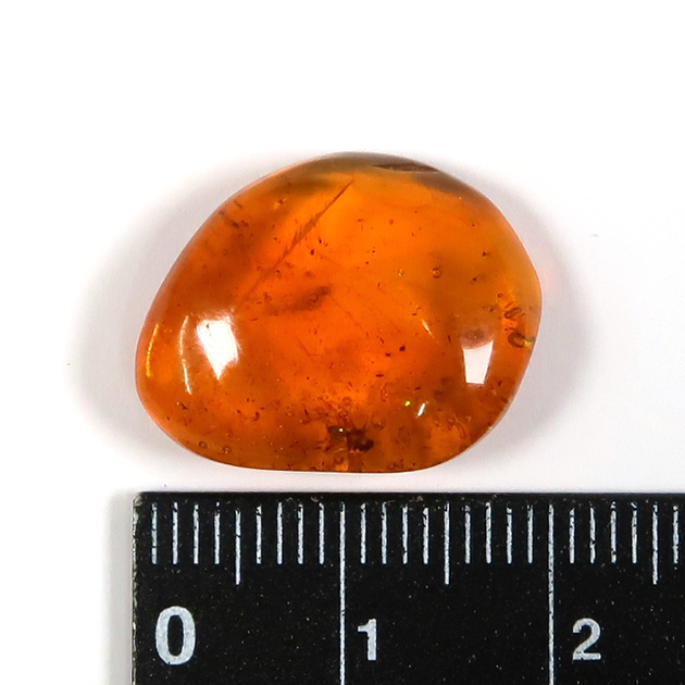 虫入り琥珀（Insects in Amber）｜化石販売・鉱物販売の東京サイエンス