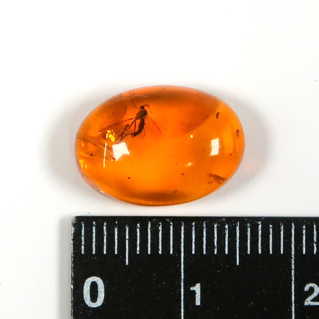 虫入り琥珀（Insects in Amber）｜化石販売・鉱物販売の東京サイエンス