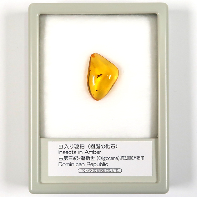 虫入り琥珀（Insects in Amber）｜化石販売・鉱物販売の東京サイエンス