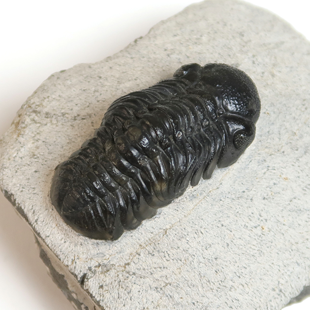 三葉虫（Trilobite）｜化石販売・鉱物販売の東京サイエンス