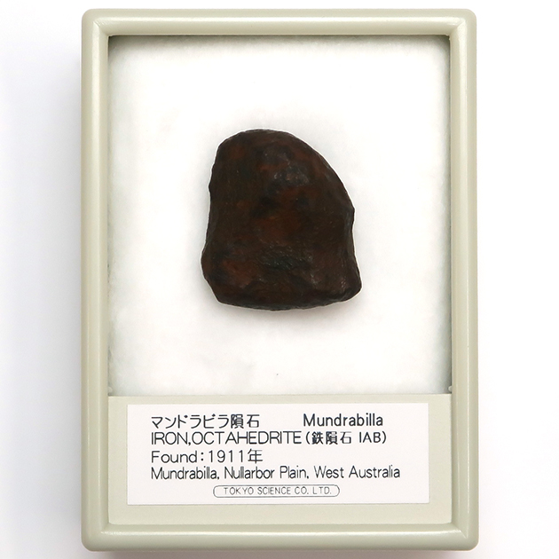 Mus-SQ031_3.JPG