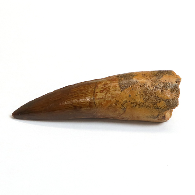 スピノサウルスの歯（Spinosaurus）｜化石販売・鉱物販売の東京