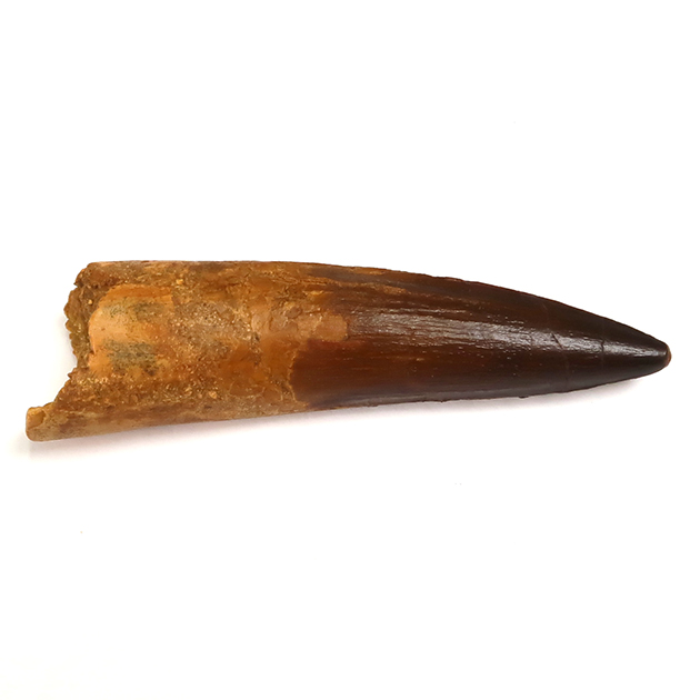スピノサウルスの歯（Spinosaurus）｜化石販売・鉱物販売の東京サイエンス