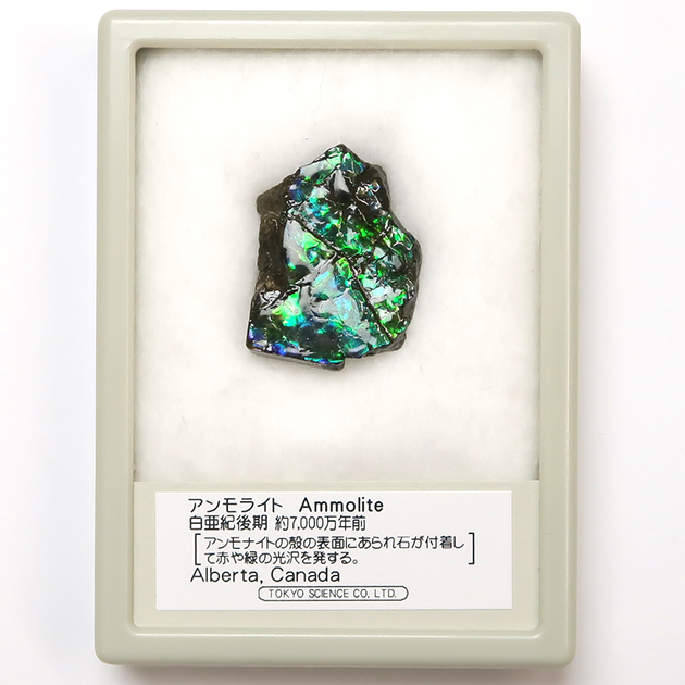 アンモライト（Ammolite）｜化石販売・鉱物販売の東京サイエンス