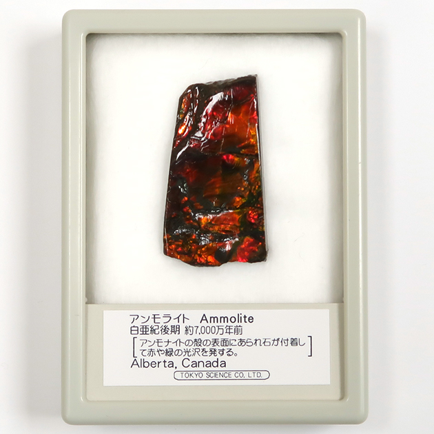 アンモライト（Ammolite）｜化石販売・鉱物販売の東京サイエンス