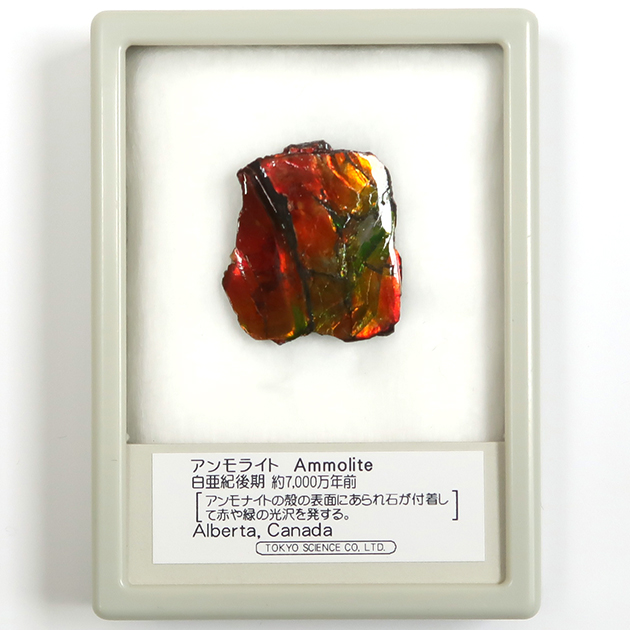 アンモライト（Ammolite）｜化石販売・鉱物販売の東京サイエンス