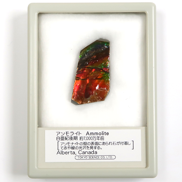 アンモライト（Ammolite）｜化石販売・鉱物販売の東京サイエンス