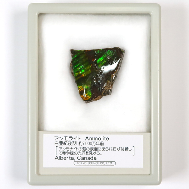 アンモライト アンモライト（Ammolite）｜化石販売・鉱物販売の東京サイエンス
