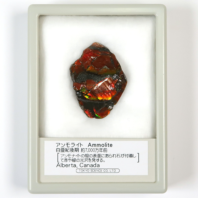 アンモライト アンモライト（Ammolite）｜化石販売・鉱物販売の東京サイエンス
