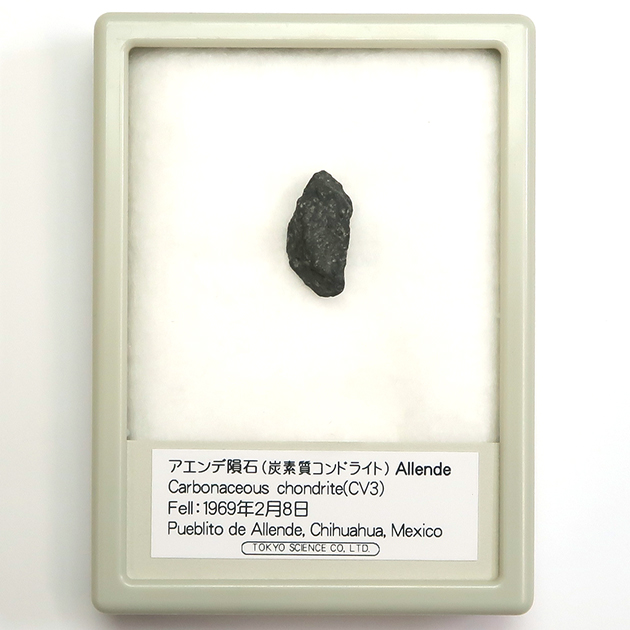 Mus-TA002_3.JPG
