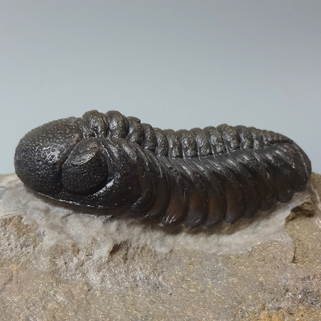 三葉虫　化石　Kainops 三葉虫（Phacops）｜化石販売・鉱物販売の東京サイエンス