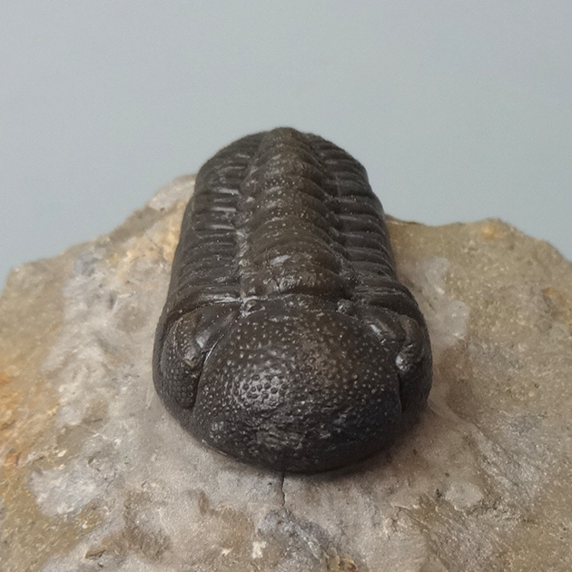 三葉虫(Phacops)|化石販売・鉱物販売の東京サイエンス 三葉虫(Phacops)|化石販売・鉱物販売の東京サイエンス