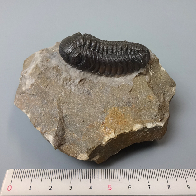 三葉虫　化石　Anomocarella 三葉虫（Phacops）｜化石販売・鉱物販売の東京サイエンス