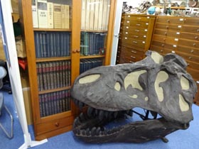ティラノサウルス頭骨（レプリカ）