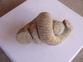 Eubostrychoceras