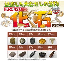 夏休み特別企画 【化石ガチャ】