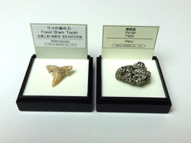 サメの歯化石と黄鉄鉱