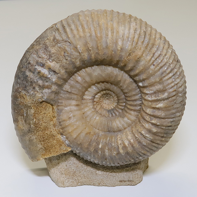 ミュンヘン新着フェア2026