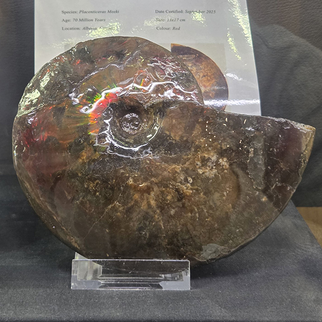 ミュンヘン新着フェア2026