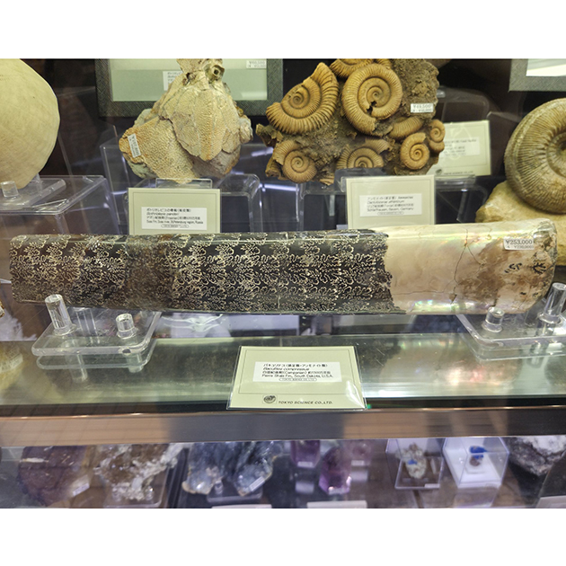 ツーソン新着フェア2026