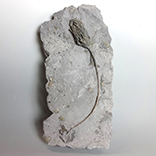 ウミユリの化石（Arthroacantha）