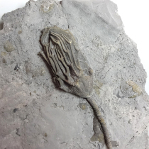 ウミユリの化石（Arthroacantha）
