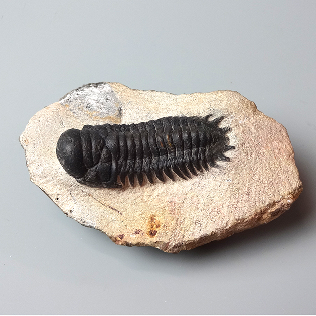 三葉虫（Crotalocephalina）｜化石販売・鉱物販売の東京サイエンス