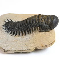 三葉虫（Crotalocephalina）｜化石販売・鉱物販売の東京サイエンス