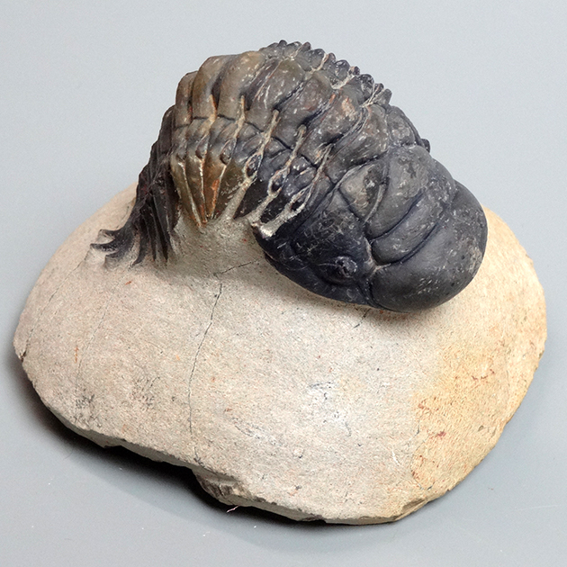 三葉虫（Crotalocephalina）｜化石販売・鉱物販売の東京サイエンス