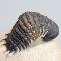 三葉虫（Crotalocephalina）