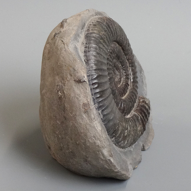 アンモナイト（Dactylioceras）｜化石販売・鉱物販売の東京サイエンス