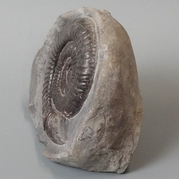 アンモナイト（Dactylioceras）｜化石販売・鉱物販売の東京サイエンス