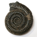 アンモナイト（Dactylioceras）